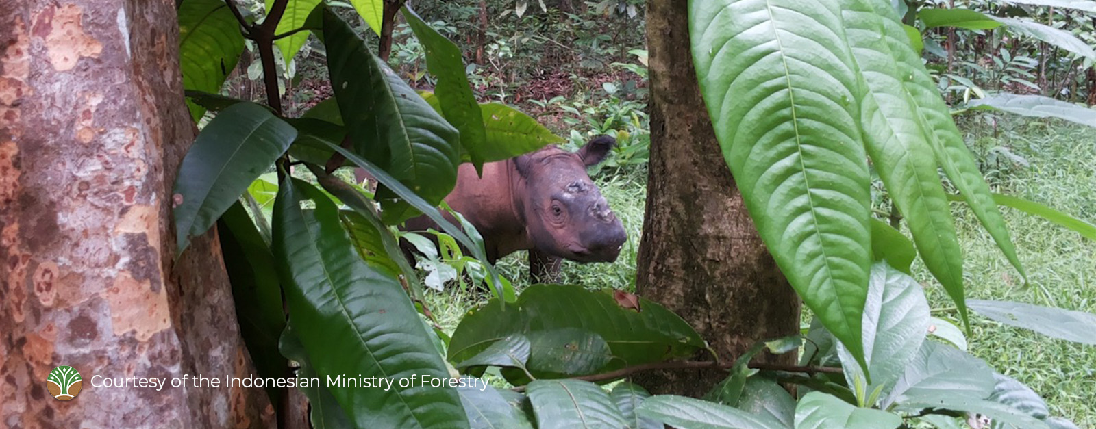 Sumatran rhino