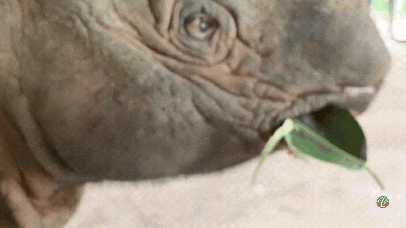 Sumatran Rhino Eating  Rubber Tree Leaves