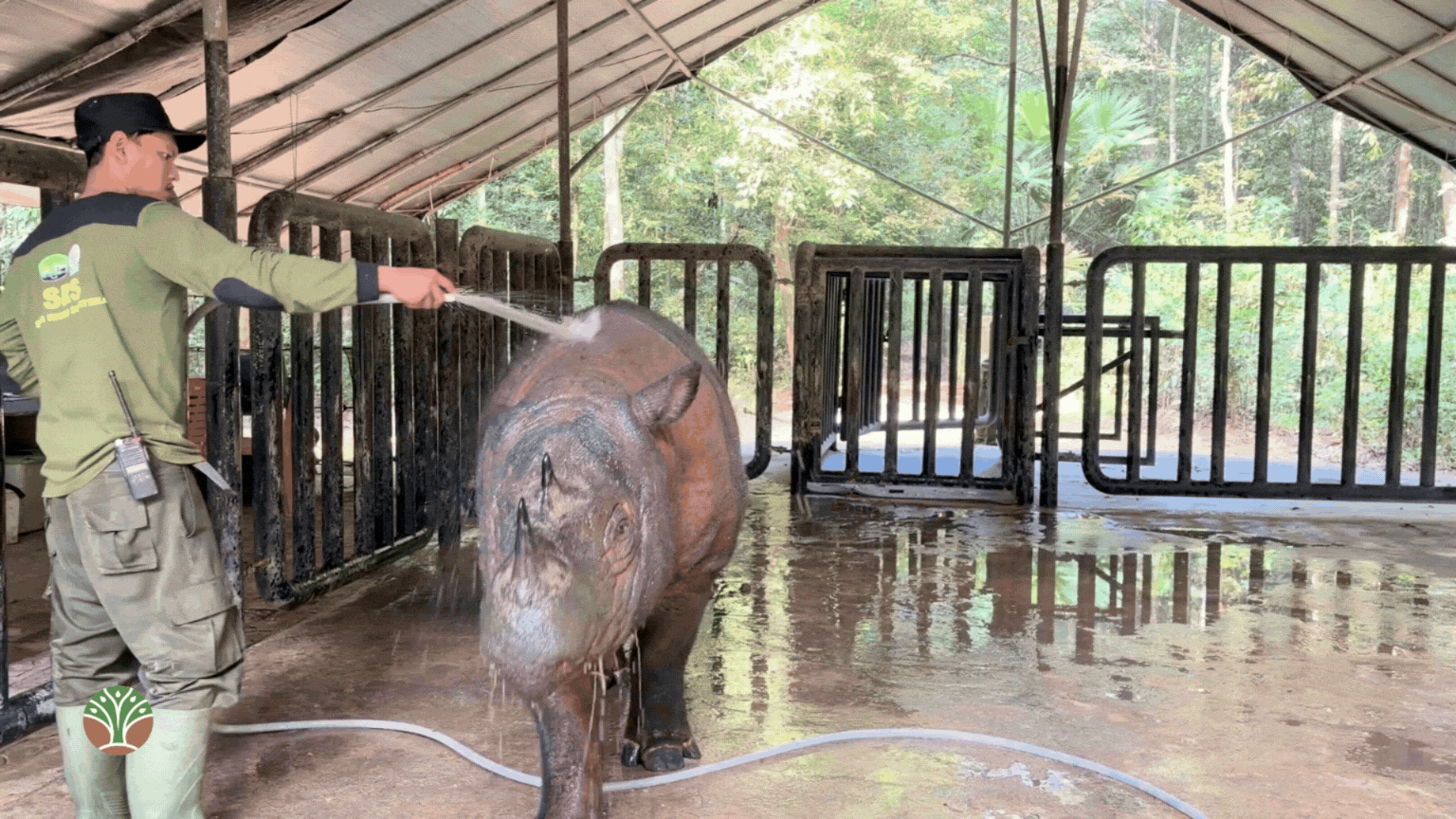 Sumatran Rhino
